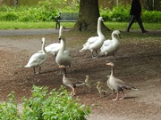 12th May 2020 - Geese and Swans