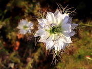 16th May 2020 - Love in a Mist