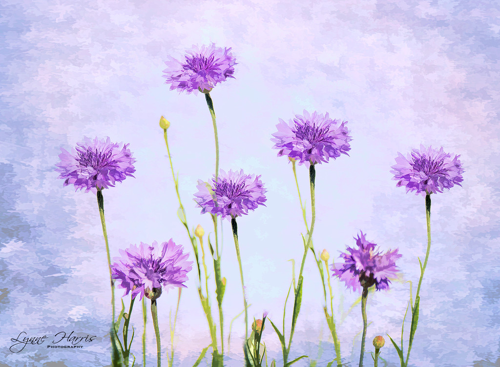 Purple by lynne5477