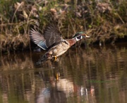 16th May 2020 - LHG-5674- wood duck coming in late eve