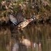 LHG-5674- wood duck coming in late eve by rontu