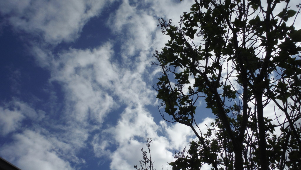 Half Clouds, Half Lilac by spanishliz