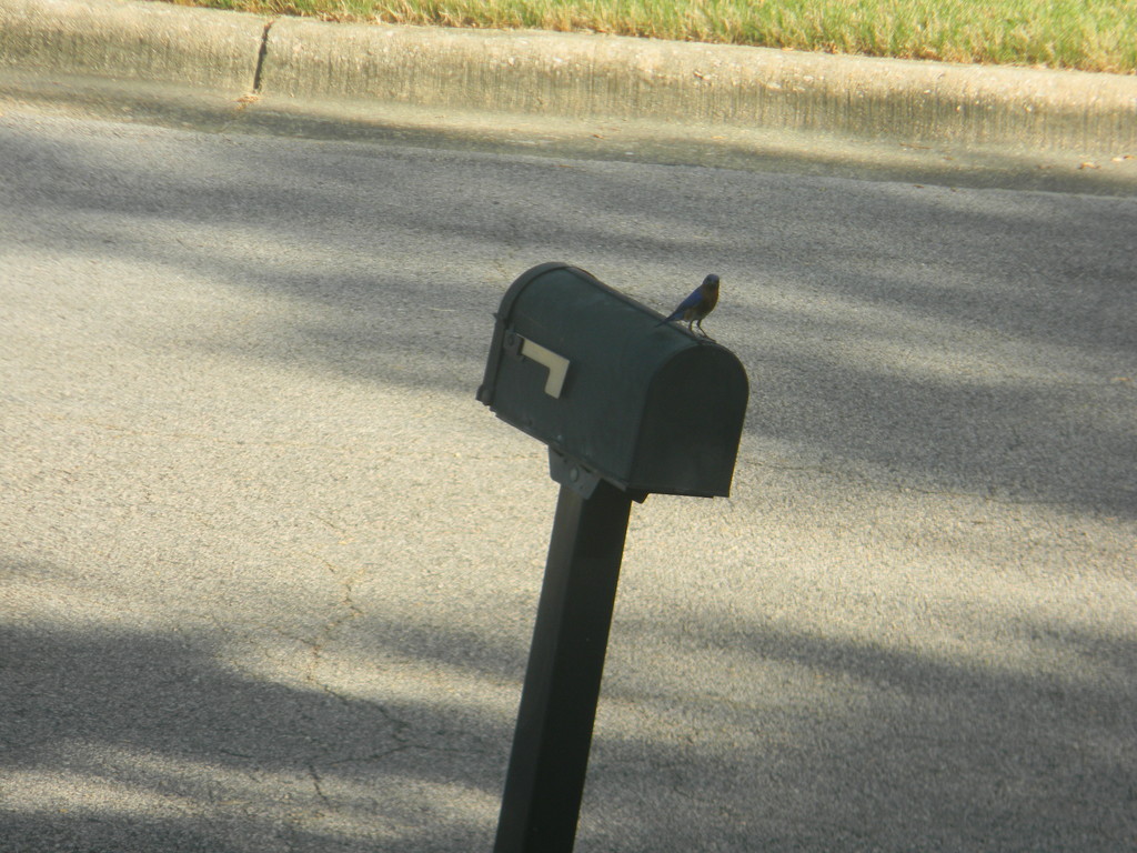 Bluebird on Mailbox  by sfeldphotos