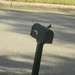 Bluebird on Mailbox  by sfeldphotos