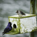Purple Martin Pair Having A Chat  by jgpittenger