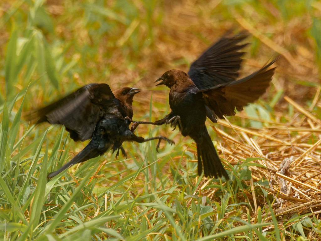 brown-headed cowbirds fight by rminer