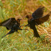 brown-headed cowbirds fight by rminer
