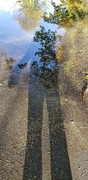 16th May 2020 - Shadow On The Oakland Avenue Puddle