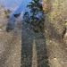 Shadow On The Oakland Avenue Puddle by meotzi