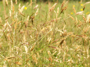 15th May 2020 - Grasses - from my country life