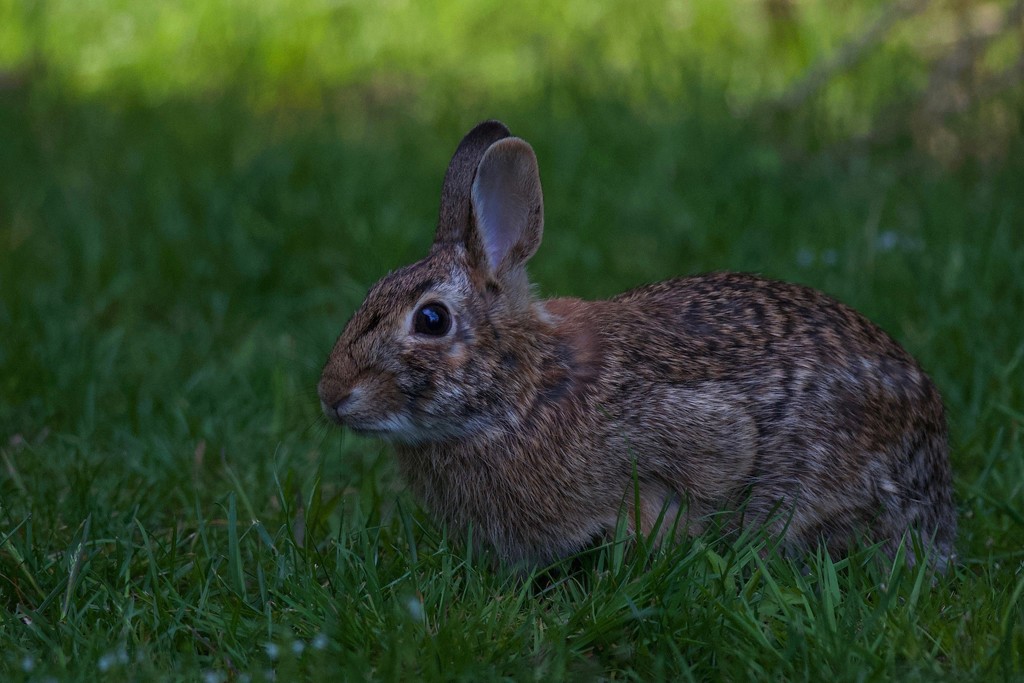 A rabbit came by to visit this evening by berelaxed