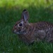 A rabbit came by to visit this evening by berelaxed