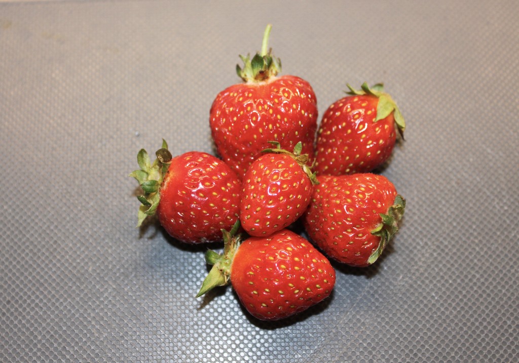 Strawberry by maysvilleky