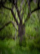16th May 2020 - ICM of Old Heritage Apple Tree
