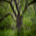 ICM of Old Heritage Apple Tree by 365karly1