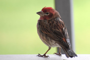 16th May 2020 - Cassin's Finch