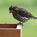 Vesper Sparrow by bjywamer