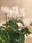 15th May 2020 - Dad’s cyclamen 