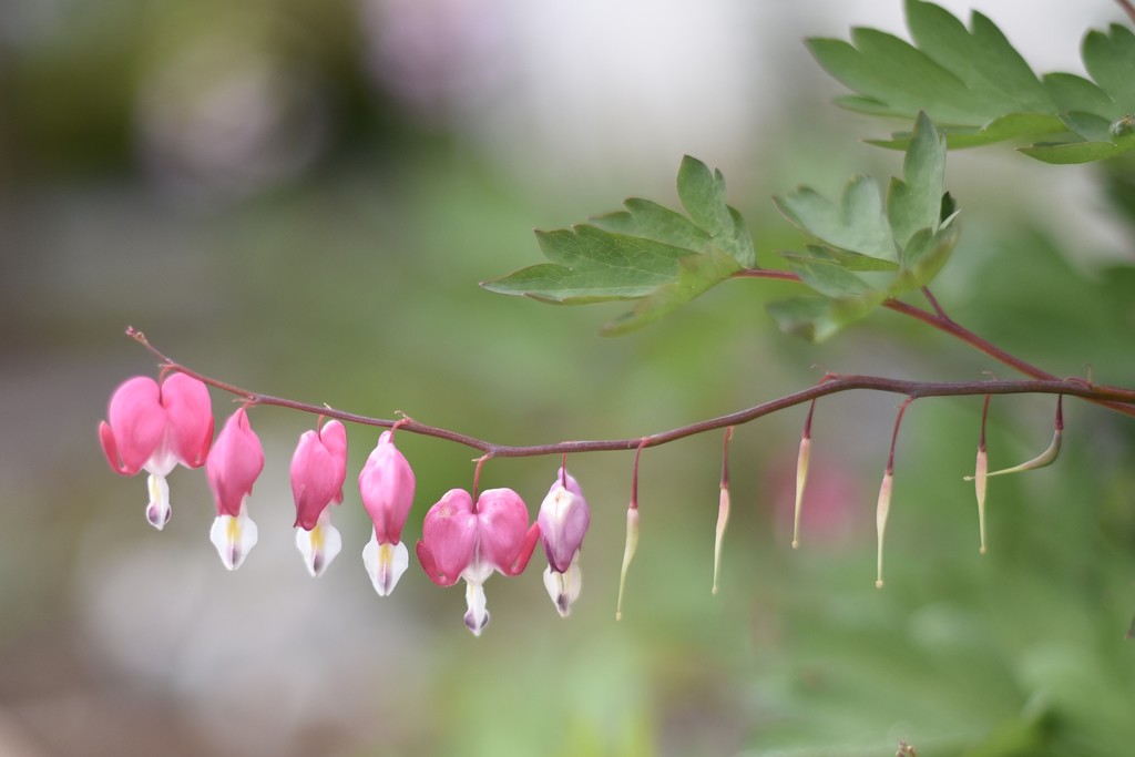 Bleeding Heart by mamabec
