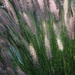 P1110351 - Grass - smaller file by mbrutus