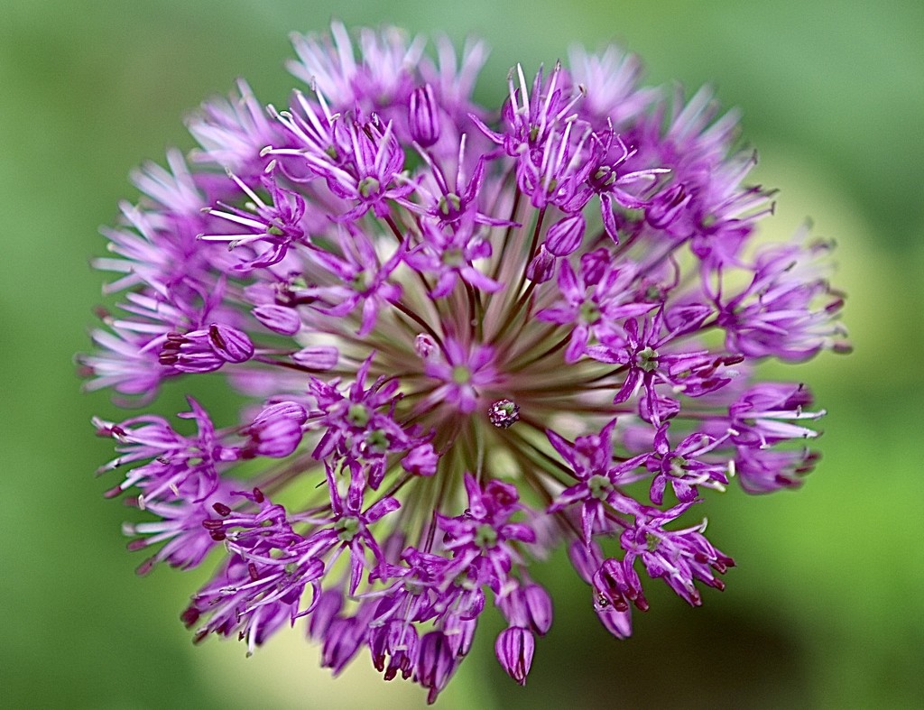 Allium by carole_sandford
