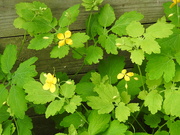 13th May 2020 - Greater Celandine