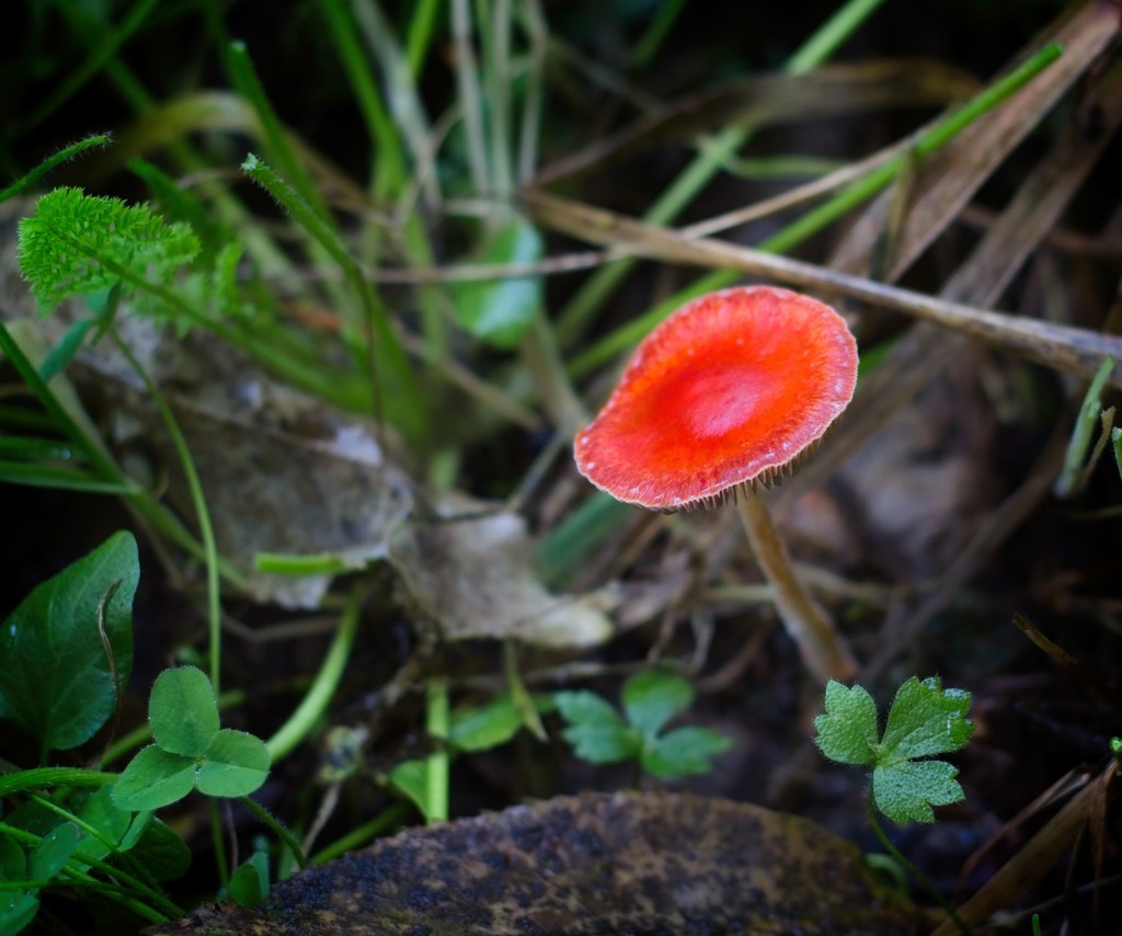 Red fungus  by kiwinanna
