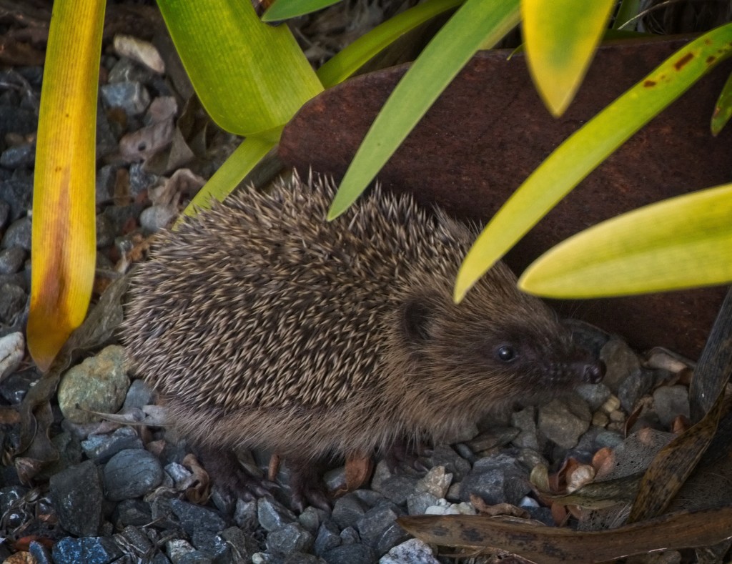 Hedgehog in the daytime by kiwinanna