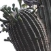 Saguaro season by blueberry1222