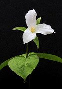 17th May 2020 - Large-Flowered Trillium - and Friend