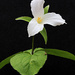 Large-Flowered Trillium - and Friend by juliedduncan