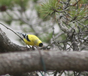 17th May 2020 - The goldfinches are back