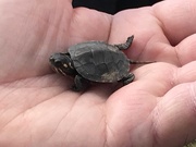 17th May 2020 - Painted turtle babe