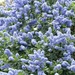 Ceanothus  by foxes37