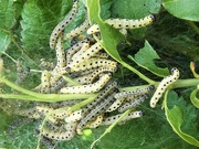 16th May 2020 - Spindle Ermine moth caterpillars