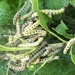 Spindle Ermine moth caterpillars by julienne1