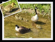 14th May 2020 - Canada Geese and Goslings