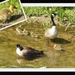 Canada Geese and Goslings by oldjosh