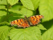 14th May 2020 - Comma Butterfly