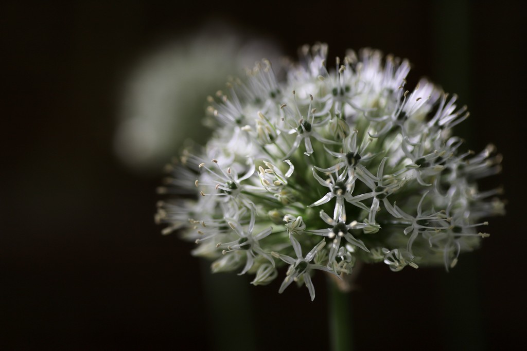 Allium White by phil_sandford