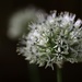Allium White by phil_sandford
