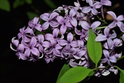 16th May 2020 - Another Lilac