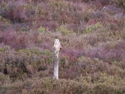14th May 2020 - Short eared owl
