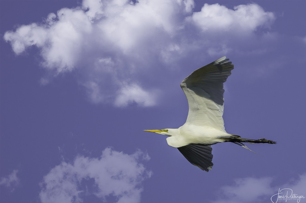 White Egret by jgpittenger