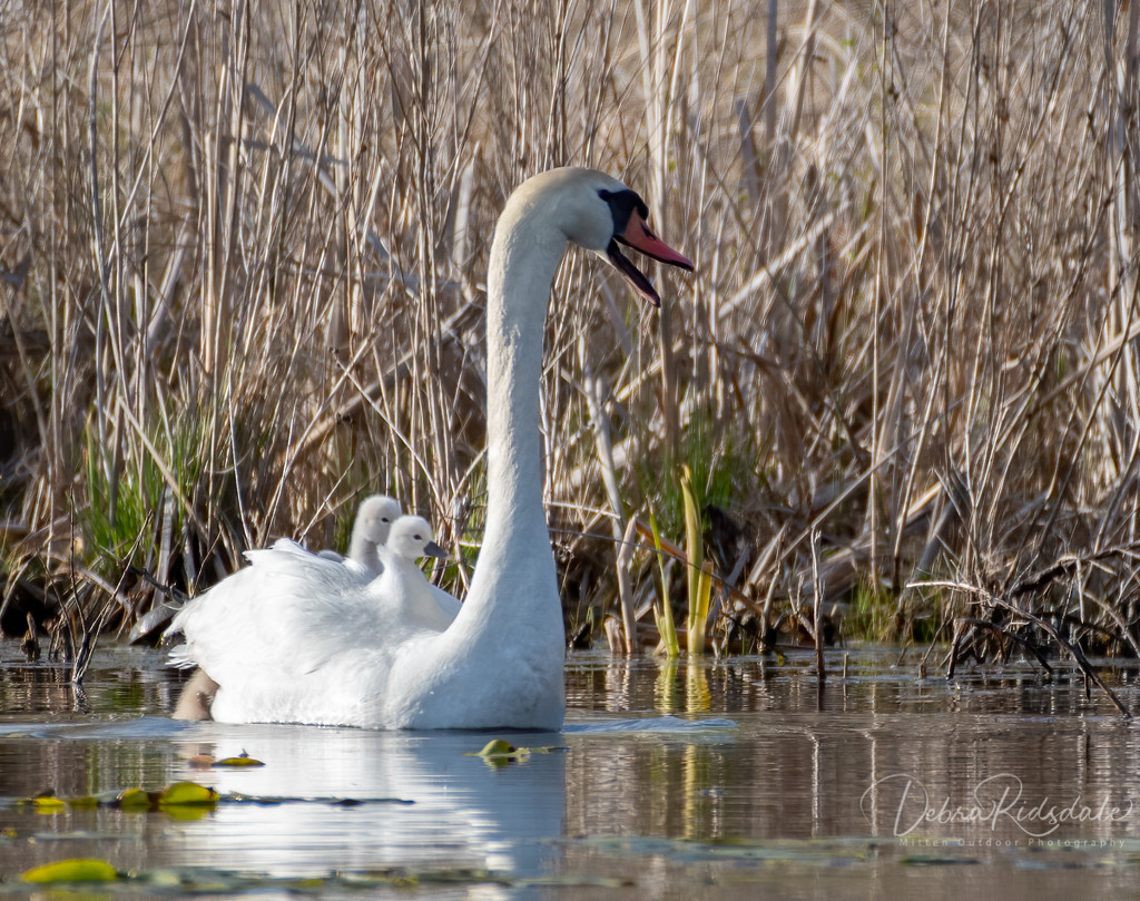 Another Swan Ride by dridsdale