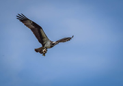 17th May 2020 - Osprey Showing Off Catch