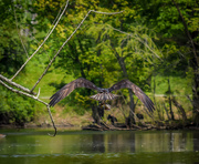 17th May 2020 - Osprey at the Lake