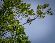 17th May 2020 - The Osprey Couple