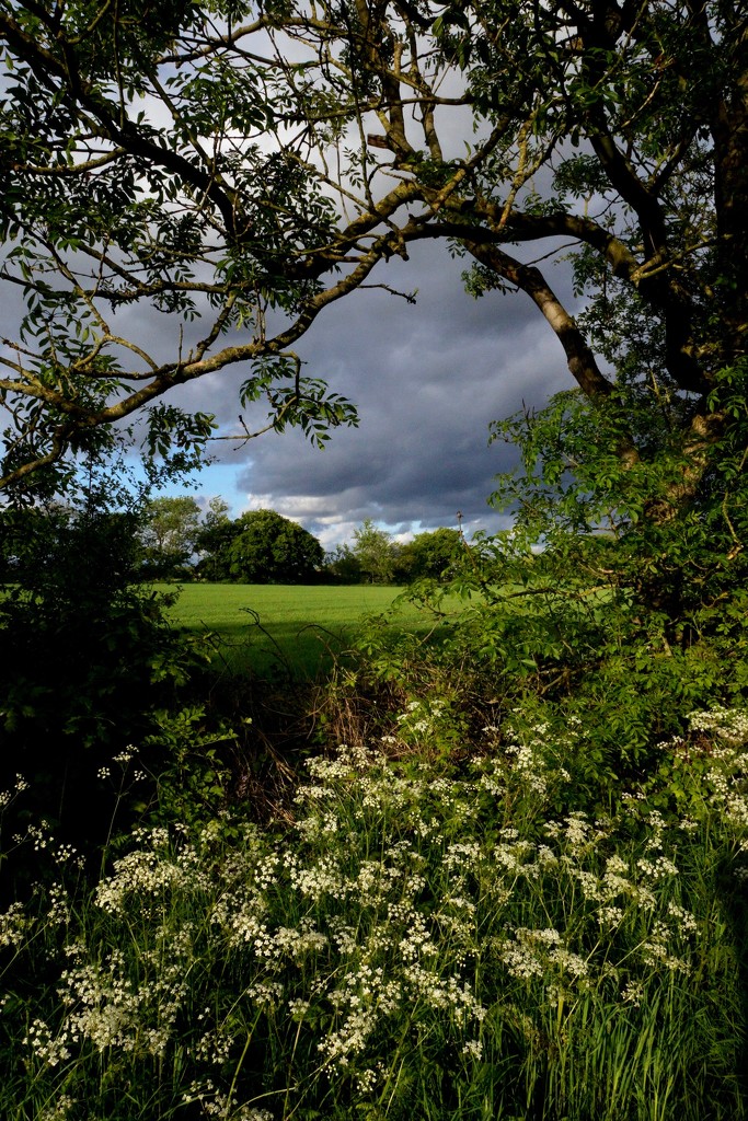 THROUGH THE HEDGEROW by markp