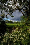 17th May 2020 - THROUGH THE HEDGEROW